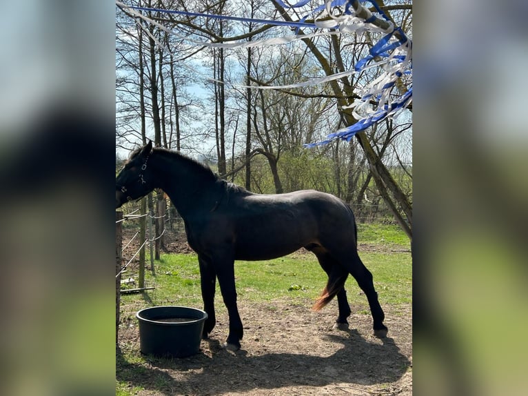 Noriker Stallion 3 years 16 hh Smoky-Black in SchwerinSchwerin