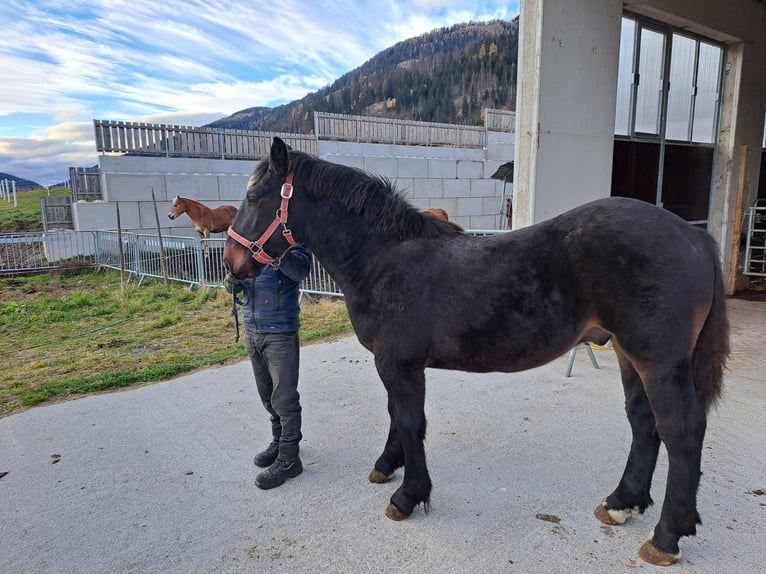 Noriker Stallion 3 years in Obertilliach