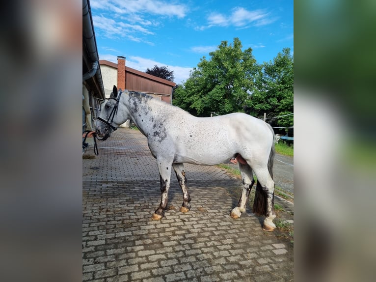 Noriker Stallion 4 years 15,2 hh in Braunfels