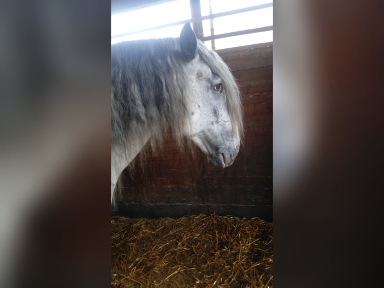 Noriker Stallion 4 years 15,2 hh in Braunfels
