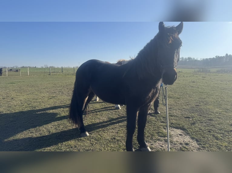 Noriker Stallion 4 years 16 hh Bay-Dark in Schwerin