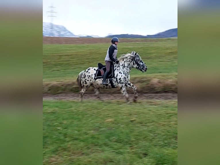 Noriker Stallion 5 years 16 hh Leopard-Piebald in Wiesen