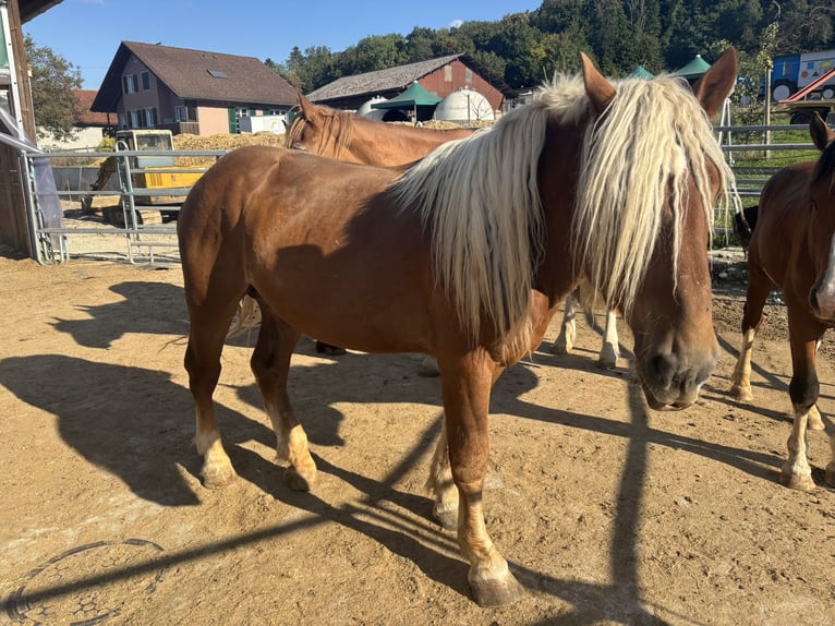 Noriker Stallion 5 years Chestnut-Red in D&#xE4;niken SO