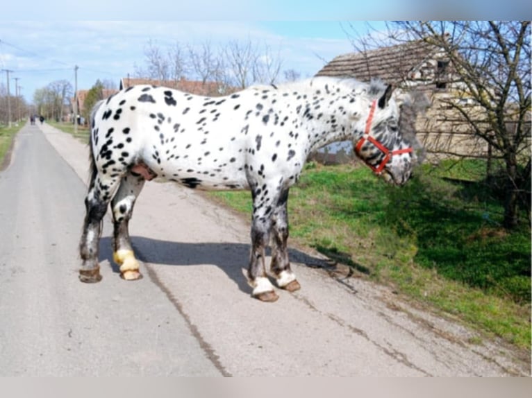 Noriker Stallion 6 years in K&#xF6;r&#xF6;sladany
