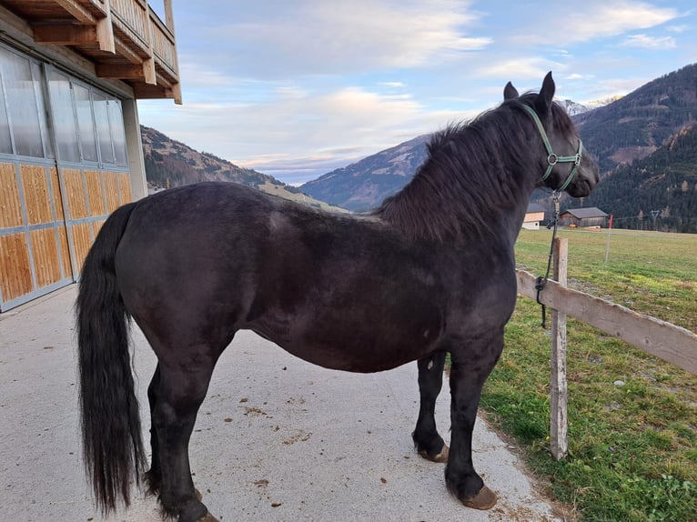 Noriker Stallion 7 years 15,2 hh in Obertilliach