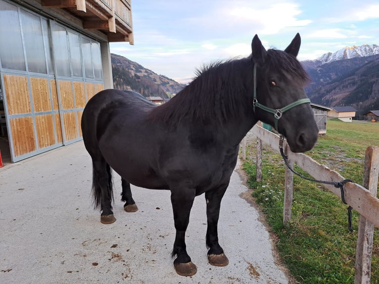 Noriker Stallion 9 years 15,2 hh in Obertilliach