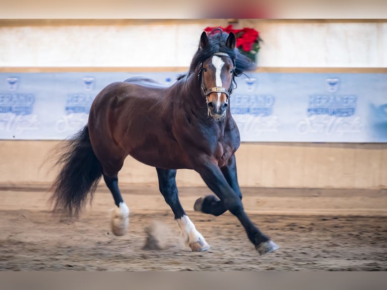 Noriker Stallion 9 years 16 hh Bay-Dark in Bozen/Südtirol