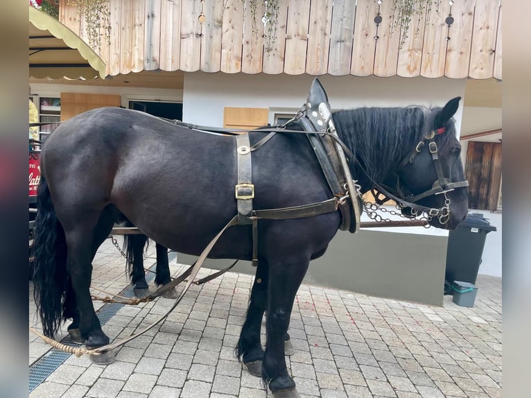 Noriker Stallion 9 years 16 hh Black in Oberstdorf