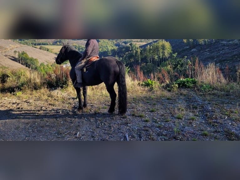Noriker Stallion 9 years 16 hh Black in Oberstdorf