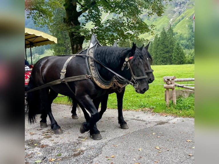 Noriker Stallion 9 years 16 hh Black in Oberstdorf