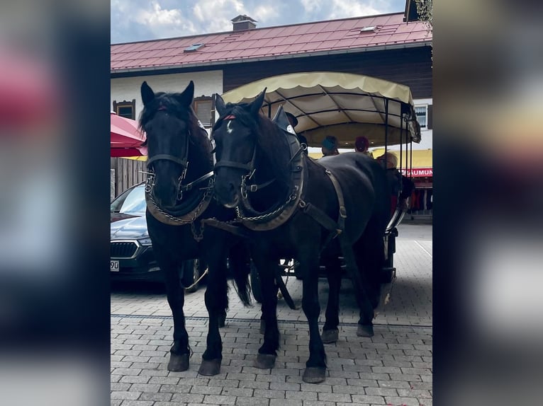 Noriker Stallion 9 years 16 hh Black in Oberstdorf