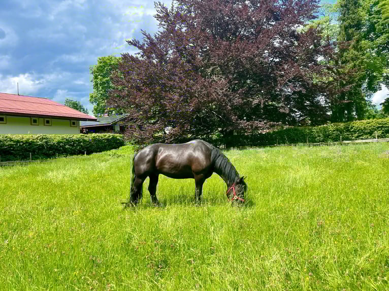 Noriker Stallion 9 years 16 hh Black in Oberstdorf