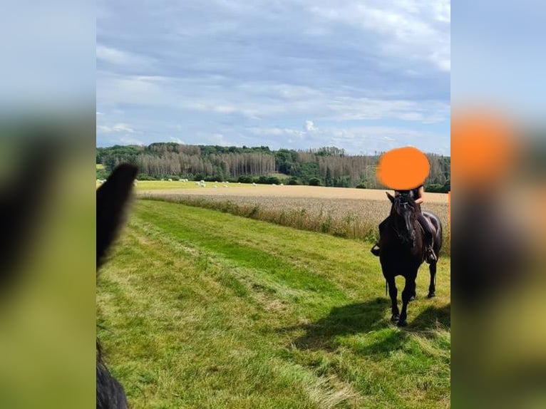 Noriker Stallion 9 years 16 hh Black in Oberstdorf