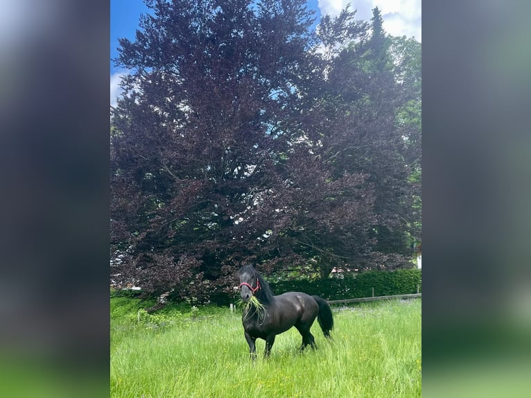 Noriker Stallion 9 years 16 hh Black in Oberstdorf