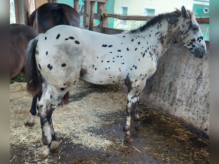 Noriker Stallion Foal (03/2025) 11,2 hh Leopard-Piebald in Stadl-Ufer
