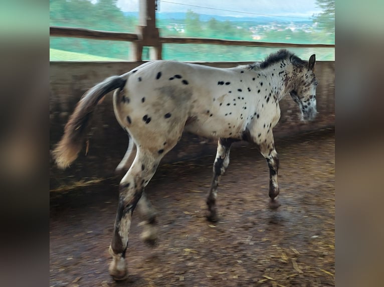 Noriker Stallion Foal (03/2025) 11,2 hh Leopard-Piebald in Stadl-Ufer