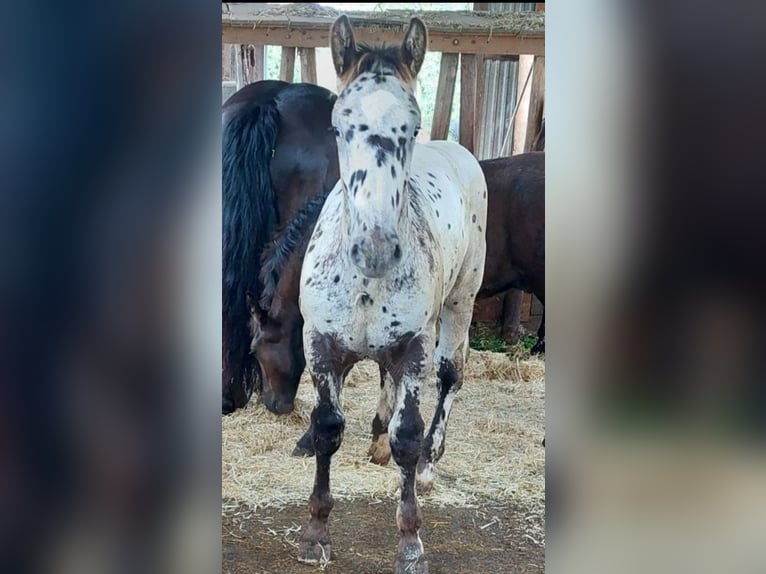 Noriker Stallion Foal (03/2025) 11,2 hh Leopard-Piebald in Stadl-Ufer