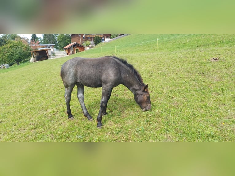 Noriker Stallion Foal (05/2025) 13 hh Grey-Blue-Tan in Sonthofen