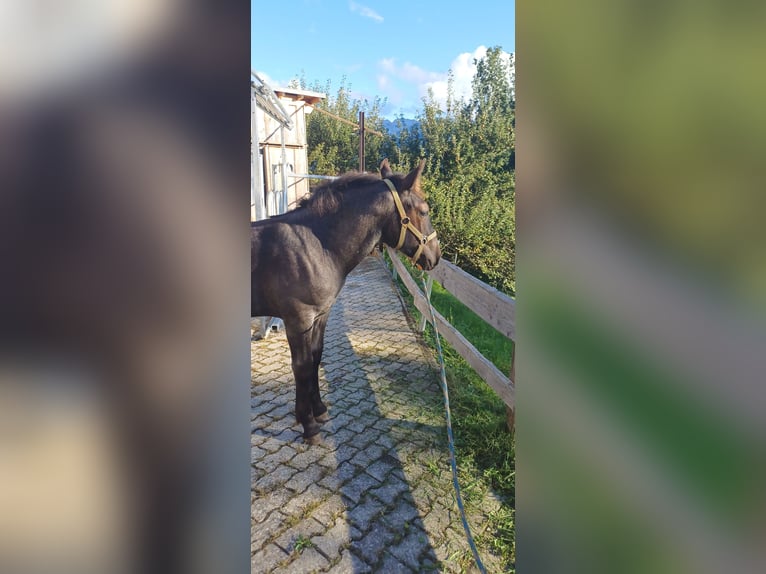 Noriker Stallion Foal (05/2025) 13 hh Grey-Blue-Tan in Sonthofen