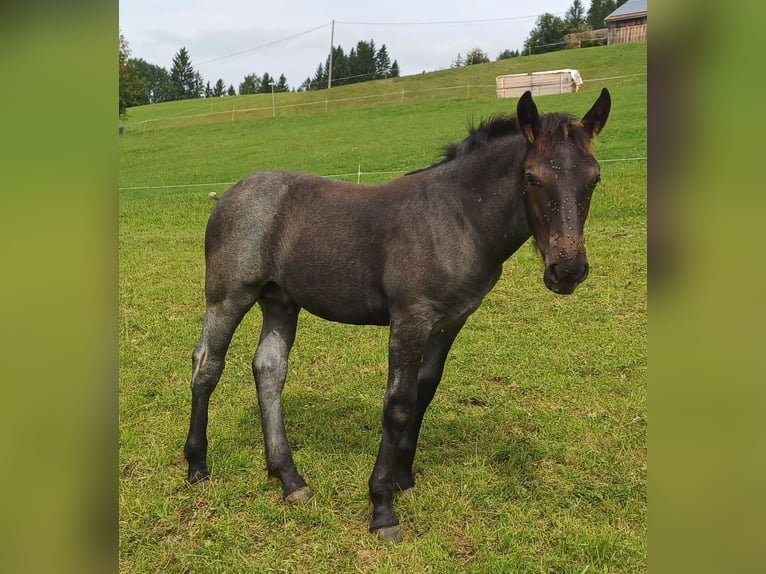 Noriker Stallion Foal (05/2025) 13 hh Grey-Blue-Tan in Sonthofen