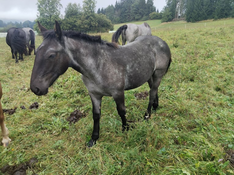 Noriker Stallion Foal (02/2025) 14,2 hh Roan-Blue in St.Stefan Gail