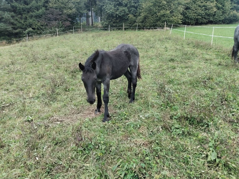Noriker Stallion Foal (02/2025) 14,2 hh Roan-Blue in St.Stefan Gail