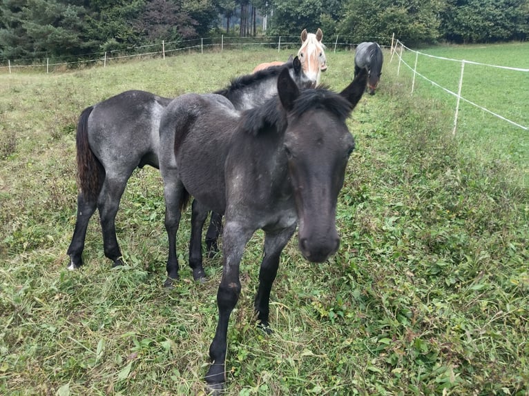 Noriker Stallion Foal (02/2025) 14,2 hh Roan-Blue in St.Stefan Gail
