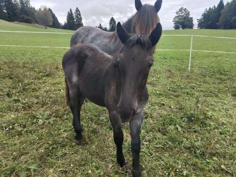 Noriker Stallion Foal (02/2025) 14,2 hh Roan-Blue in St.Stefan Gail
