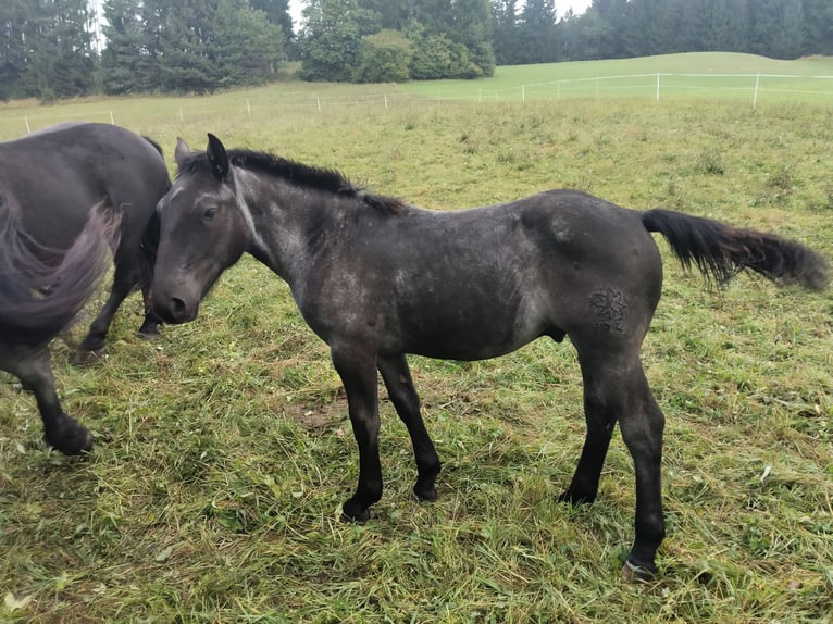 Noriker Stallion Foal (02/2025) 14,2 hh Roan-Blue in St.Stefan Gail