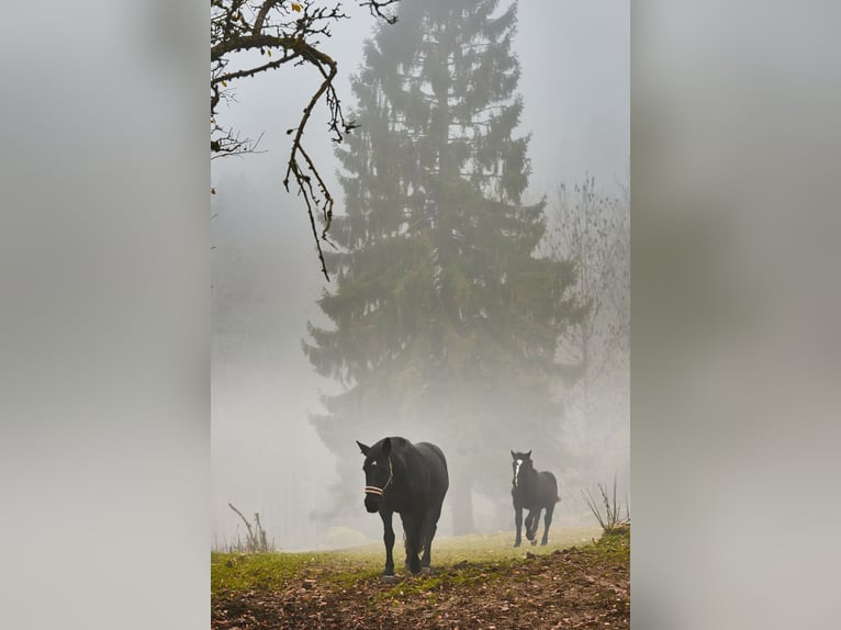 Noriker Stallion Foal (05/2025) 15,3 hh Black in Schwarzenberg