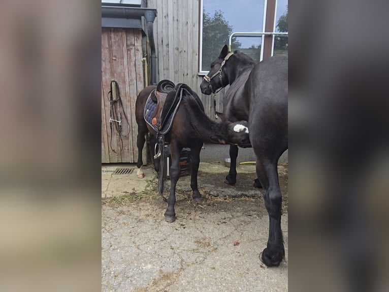 Noriker Stallion Foal (05/2025) 15,3 hh Black in Schwarzenberg
