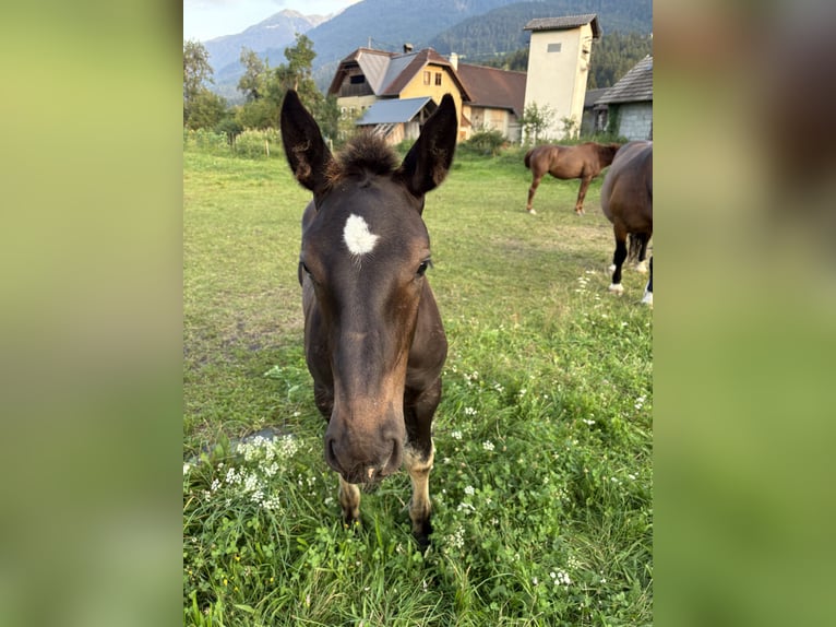 Noriker Stallion Foal (05/2025) 16 hh Black in Kirchbach