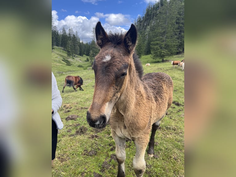 Noriker Stallion Foal (03/2024) 16 hh Brown in Bad Goisern