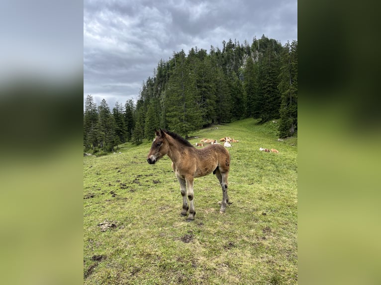 Noriker Stallion Foal (03/2024) 16 hh Brown in Bad Goisern