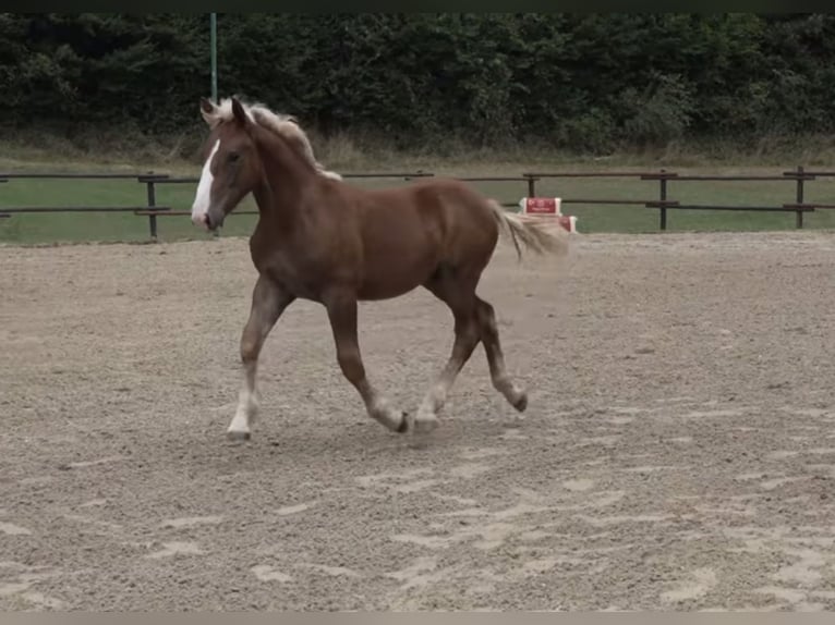 Noriker Stallion Foal (03/2025) 16 hh Chestnut in N&#xF6;hagen