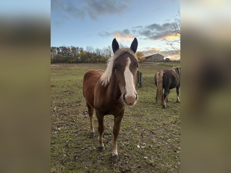 Noriker Stallion Foal (03/2025) 16 hh Chestnut in N&#xF6;hagen