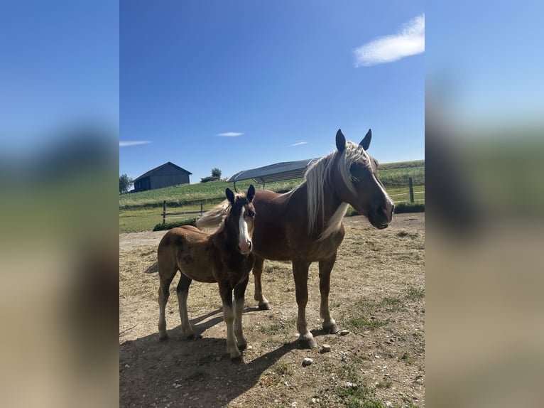 Noriker Stallion Foal (03/2025) 16 hh Chestnut in N&#xF6;hagen