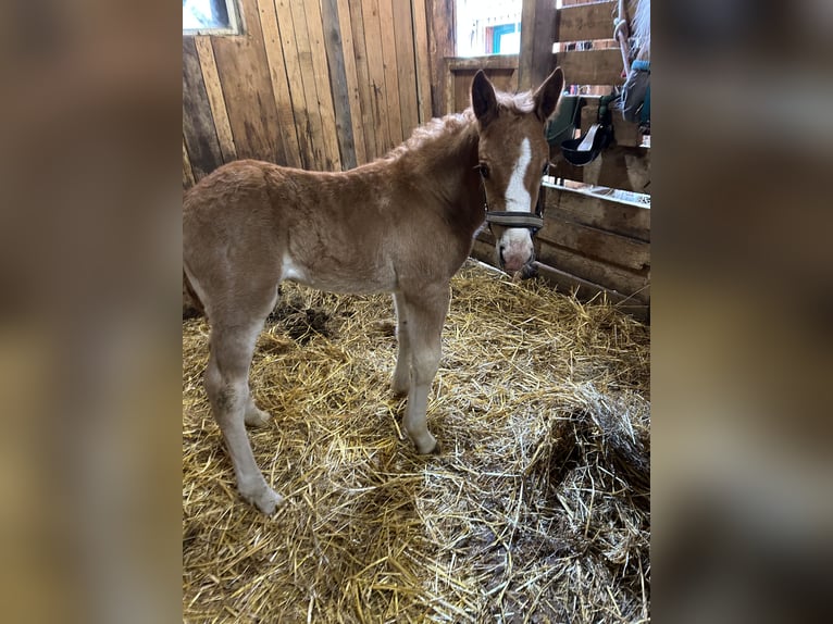 Noriker Stallion Foal (03/2025) 16 hh Chestnut in N&#xF6;hagen