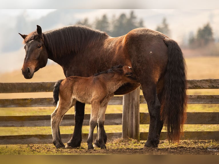 Noriker Stallion Foal (03/2026) Bay-Dark in Erlbrücke