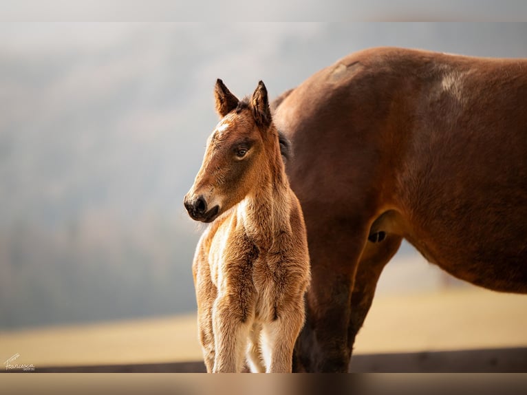 Noriker Stallion Foal (03/2026) Bay-Dark in Erlbrücke
