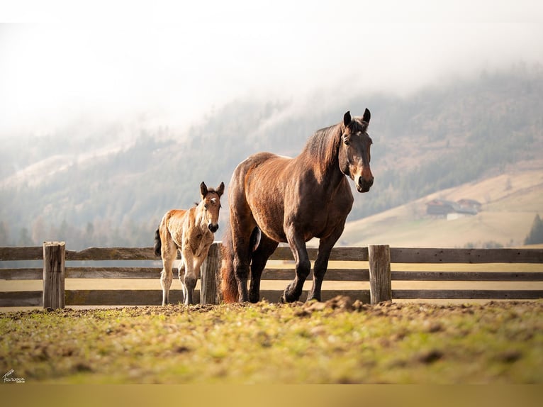 Noriker Stallion Foal (03/2026) Bay-Dark in Erlbrücke