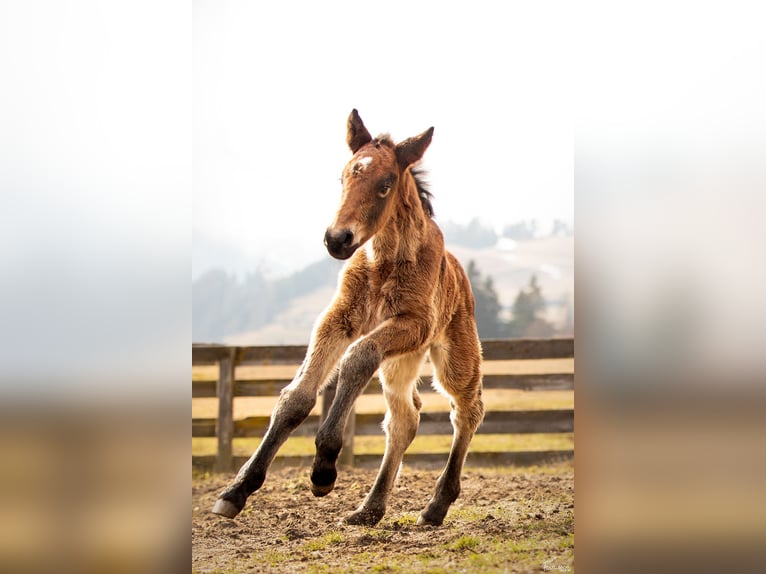 Noriker Stallion Foal (03/2026) Bay-Dark in Erlbrücke