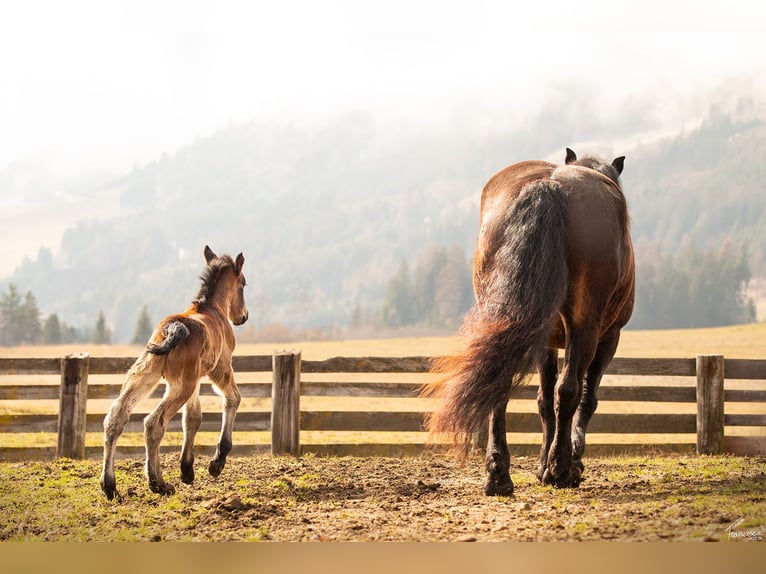Noriker Stallion Foal (03/2026) Bay-Dark in Erlbrücke