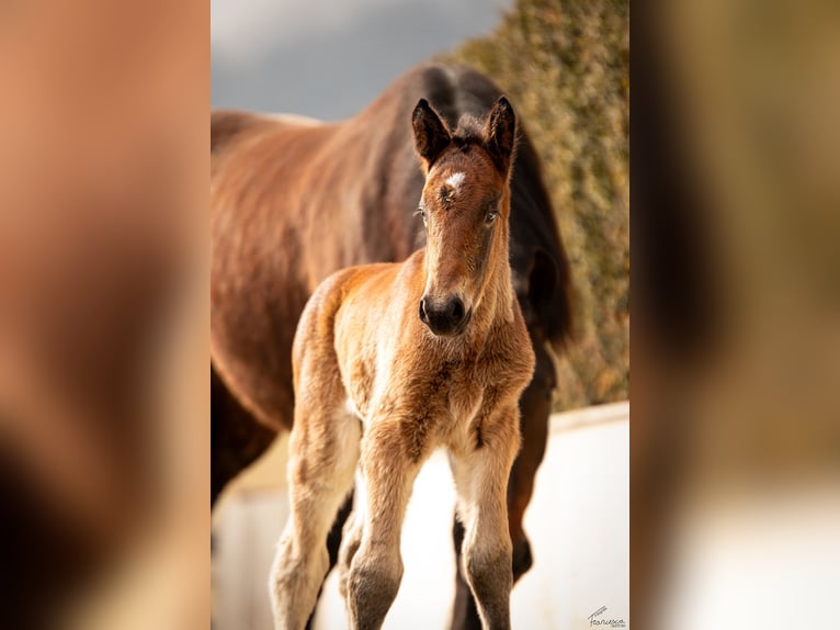 Noriker Stallion Foal (03/2026) Bay-Dark in Erlbrücke