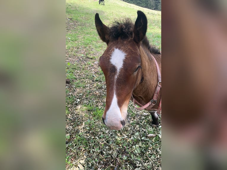 Noriker Stallion Foal (04/2024) Bay-Dark in Taxenbach