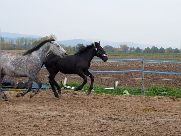 Noriker Stallion Foal (04/2025) Black in Alsbach-H&#xE4;hnlein