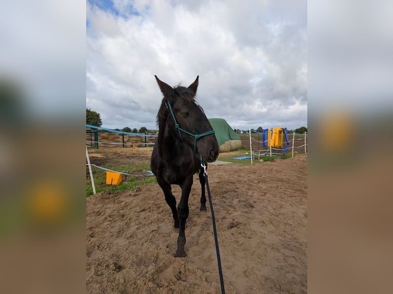 Noriker Stallion Foal (04/2025) Black in Alsbach-H&#xE4;hnlein