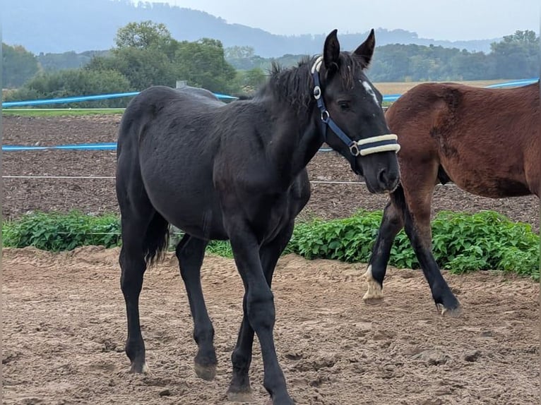 Noriker Stallion Foal (04/2025) Black in Alsbach-H&#xE4;hnlein