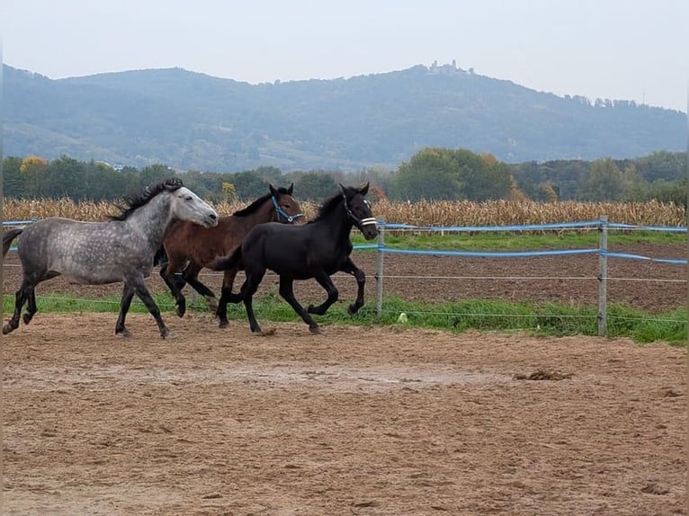 Noriker Stallion Foal (04/2025) Black in Alsbach-H&#xE4;hnlein