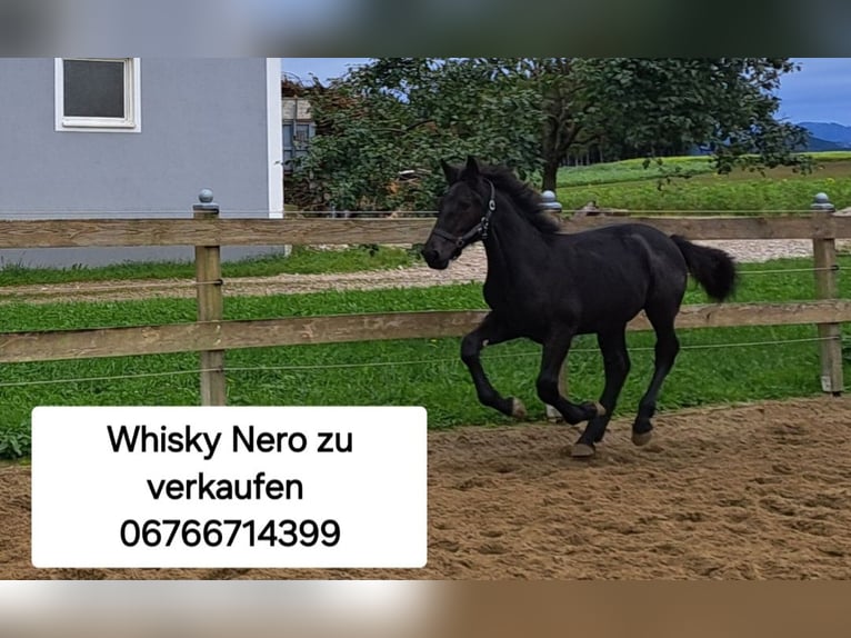 Noriker Stallion Foal (05/2024) Black in Pettenbach